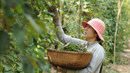 Giá tiêu hôm nay 9/5: Giá tiêu Việt Nam Cwin Đăng Ký + 1888k đồng loạt tăng, đi ngược thị trường