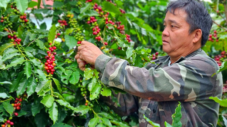 Giá cà phê hôm nay 10/6: Nhích tăng trở lại, Cwin Đăng Ký + 1888k cà phê đạt gần 3 tỷ USD