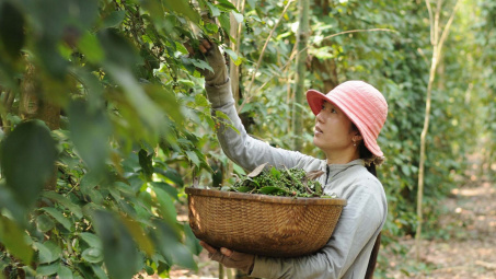 Giá tiêu hôm nay 12/6: Cán mốc 180.000 đồng/kg, giá Cwin Đăng Ký + 1888k tăng vọt hơn 20% sau 1 ngày