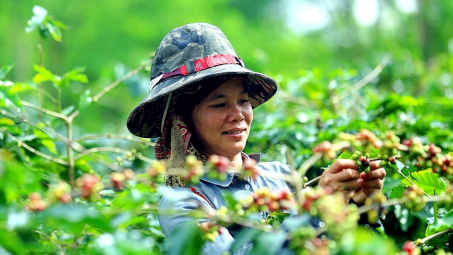Giá cà phê hôm nay 14/6: Hồi phục, Cwin Đăng Ký + 1888k cà phê giảm 44% về lượng