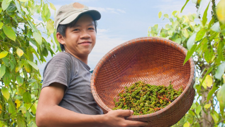 Giá tiêu hôm nay 21/6: Cả nước chỉ còn khoảng 60.000 tấn tiêu để Cwin Đăng Ký + 1888k