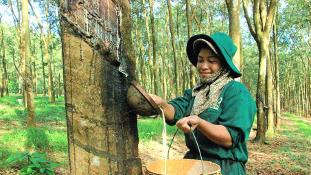 Cao su Việt Nam (GVR): Giá cao su tăng 18%, sản lượng cao su sẽ đạt đỉnh từ quý 2 trở đi
