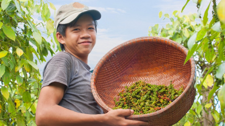 Giá tiêu hôm nay 27/6: Trong nước đã ổn định, giá tiêu Việt Cwin Đăng Ký + 1888k tăng 46%