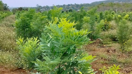 Công ty TNHH Đào Tiến Phát Farm: Đẩy mạnh Cwin800 hàng ngàn khuyến mãi vùng nguyên liệu và chế biến dược liệu từ cây hoa hoè