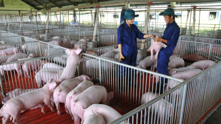 Tập đoàn Dabaco (DBC) sẽ huy động hơn 1.300 tỷ đồng từ chào bán cổ phiếu và ESOP