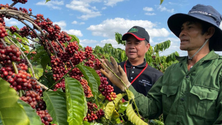 Giá cà phê hôm nay 8/6: Điều chỉnh nhẹ, người dân đổ xô mua cây giống để tái canh