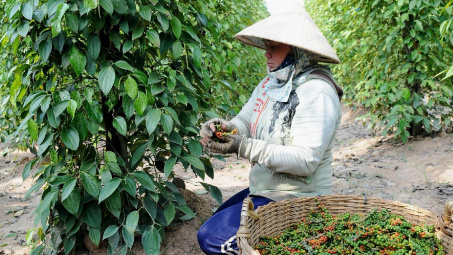 Giá tiêu hôm nay 10/7: Đà tăng được củng cố, về vùng giá cao nhất 10 năm nay