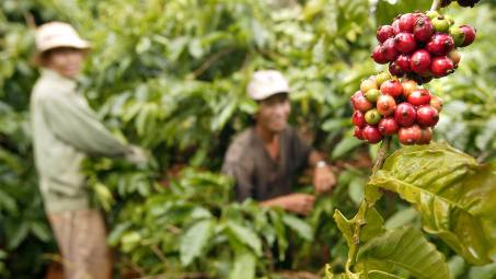 Giá cà phê hôm nay 15/7: Tiếp tục tăng nhẹ, giá Robusta thế giới neo quanh đỉnh lịch sử