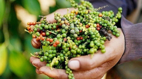 Giá tiêu hôm nay 16/7: Ổn định trở lại, dự báo có thể đạt 155.000 đồng/kg trong tuần này