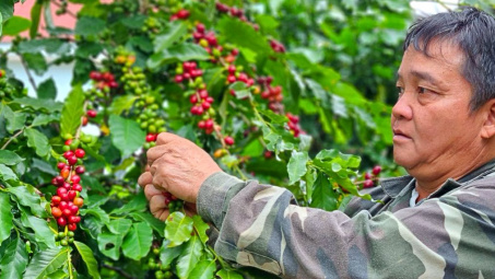 Giá cà phê hôm nay 18/7: Đà giảm chưa dứt, cảnh báo tình trạng phá vườn cà phê để trồng sầu riêng