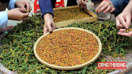 Giá tiêu hôm nay 3/7: Có nơi mất đến 5.000 đồng/kg, lượng giao dịch thấp kỷ lục