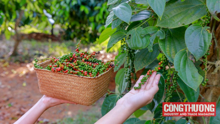Giá tiêu hôm nay 31/7: Quay đầu giảm nhẹ, liệu có trượt theo đà của giá thế giới?