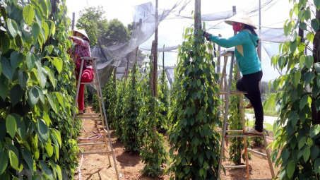 Giá tiêu hôm nay 4/7: Về dưới mốc 150.000 đồng, người dân phá bỏ vườn tiêu để trồng sầu riêng