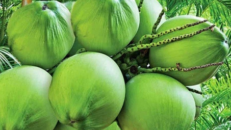 Giải pháp thúc đẩy Cwin Đăng Ký + 1888k trái dừa sang thị trường Châu Âu