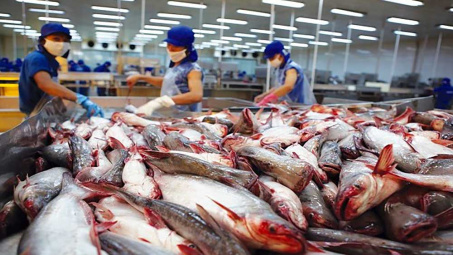 Cwin com sòng bạc trực tuyến cá tra sang EU đạt gần 7 triệu USD chỉ trong nửa đầu tháng 6