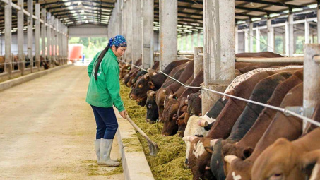 Vinamilk (VNM), HAGL Agrico (HNG) “chạy đua” giải bài toán Cwin com sòng bạc trực tuyến thịt bò của Việt Nam