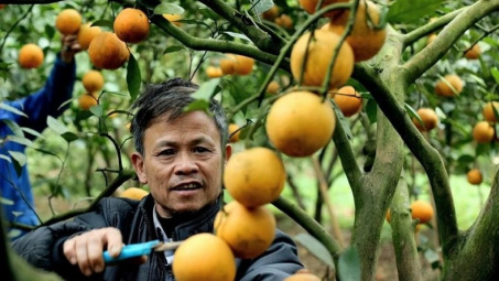 Cam bưởi Hòa Bình kết trái, sai cành nhờ Phân bón Văn Điển