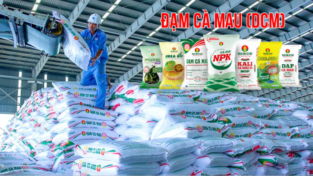 Đạm Cà Mau (DCM ): Đẩy mạnh Cwin Đăng Ký + 1888k, chiếm 18% tổng lượng phân bón Cwin Đăng Ký + 1888k cả nước