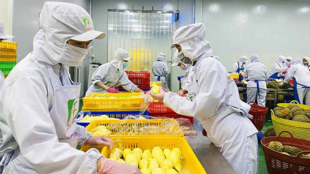 Sầu riêng đông lạnh chính thức được cấp phép Cwin Đăng Ký + 1888k sang Trung Quốc