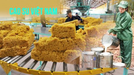 Cao su Việt Nam (GVR): Thời tới, giá cao su Cwin Đăng Ký + 1888k lên đỉnh 2 năm