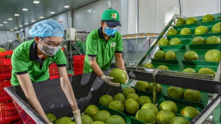 Quả bưởi tươi được Cwin Đăng Ký + 1888k chính ngạch sang Hàn Quốc, Cwincom hiện đang mở cần lưu ý gì?