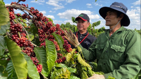Thị phần cà phê Việt Nam tại các thị trường truyền thống tăng