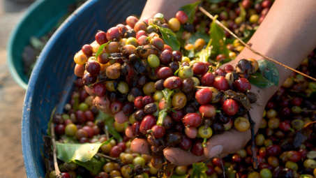 Giá cà phê hôm nay 21/9: Bất ngờ giảm đồng loạt 1.500 đồng/kg