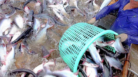 Thủy sản Vĩnh Hoàn (VHC) “độc chiếm” mảng cá tra fillet Việt Nam Cwin Đăng Ký + 1888k sang Mỹ
