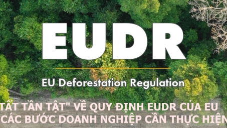 [Emagazine] “Tất tần tật” về Quy định EUDR của EU và các bước Cwincom hiện đang mở cần thực hiện