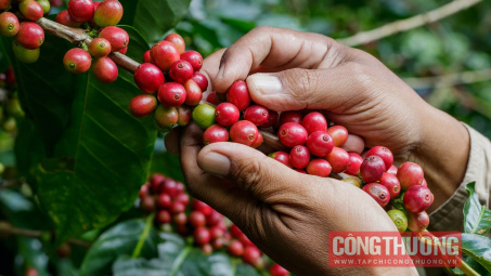 Giá cà phê hôm nay 30/9: Thị trường nội địa im ắng chờ vụ mới
