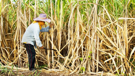 Tiếp tục áp thuế chống lẩn tránh phòng vệ thương mại với một số sản phẩm đường mía của Myanmar