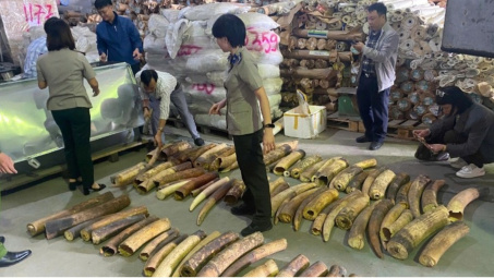 Hải Phòng: Tiêu hủy 615 kg ngà voi vận chuyển trái phép từ châu Phi về Việt Nam
