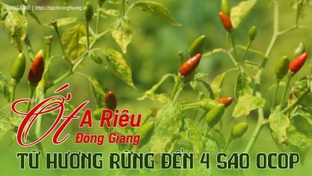 [eMagazine] Ớt A Riêu Đông Giang: Từ hương rừng đến 4 sao OCOP