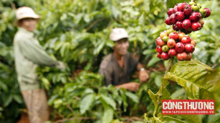 Giá cà phê hôm nay 18/11: Lo ngại thiếu hụt nguồn cung hỗ trợ giá bật tăng trở lại