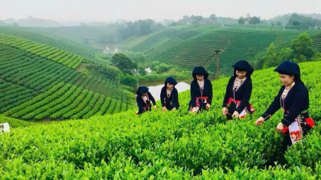 Thái Nguyên: Nâng tầm giá trị cây chè thông qua không gian lễ hội