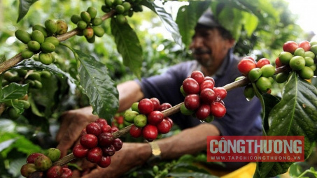 Giá cà phê hôm nay 19/12: Mất mốc 90.000 đồng/kg