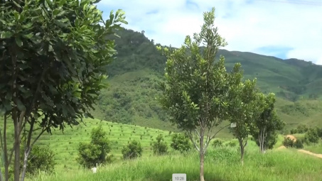 Nông nghiệp Điện Biên: Chuyển mình từ Nền tảng hàng đầu cung cấp Cwin com truyền thống đến kinh tế Cwin.com link không chặn hiện đại