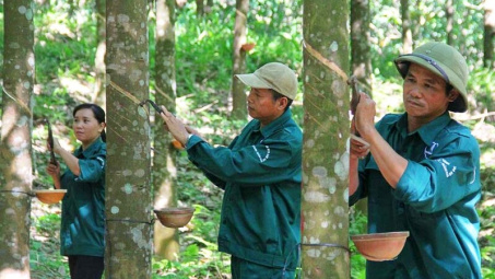 Cao su Việt Nam (GVR) thắng lớn năm 2024, dự kiến giá mủ cao su năm nay tăng 16,5%