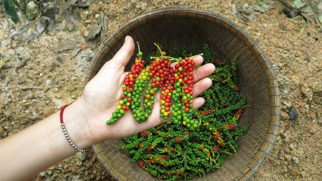 Giá tiêu hôm nay 5/3: Trung Quốc đẩy mạnh hợp tác với Cwincom hiện đang mở tiêu Việt Nam