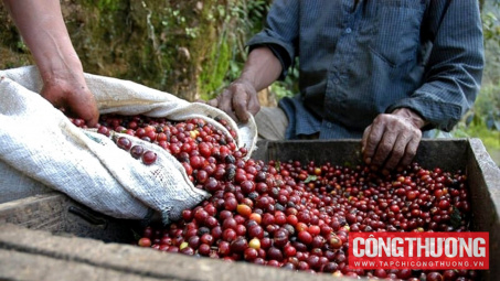 Giá cà phê hôm nay 26/5: Dự báo sản lượng cà phê Việt Nam đạt 31 triệu bao