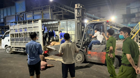 Vĩnh Phúc: Buộc tiêu hủy 1 tấn lợn chết đã bốc mùi đang trên đường tiêu thụ