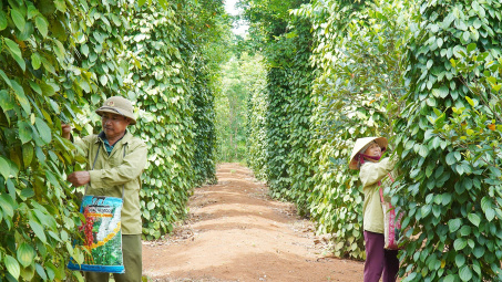 Giá tiêu hôm nay 7/5: Nguồn cung toàn cầu giảm mạnh, giá tiêu neo cao kỷ lục