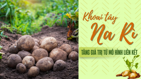 Khoai tây Na Rì: Tăng giá trị từ mô hình liên kết