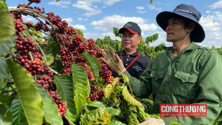 Giá cà phê hôm nay 16/6: Đà giảm bắt đầu chững lại, nông dân tiếp tục găm hàng