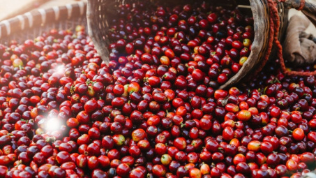 Giá cà phê hôm nay 21/6: Thủng mốc 100.000 đồng/kg, xuống vùng giá thấp nhất nhiều tháng qua