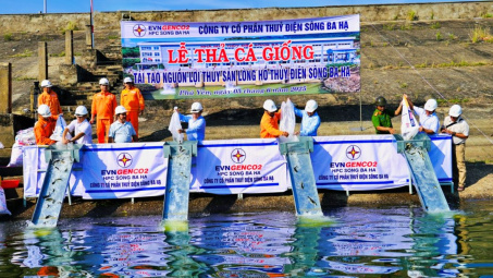 Hưởng ứng Ngày Môi trường thế giới: Thủy điện Sông Ba Hạ thả cá giống tái tạo nguồn lợi thủy sản