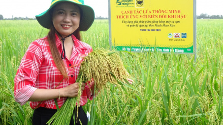 Thực trạng Can-xi (Ca) đất lúa vùng đồng bằng sông Cửu Long từ kết quả chương trình “Canh Tác Lúa Thông Minh”