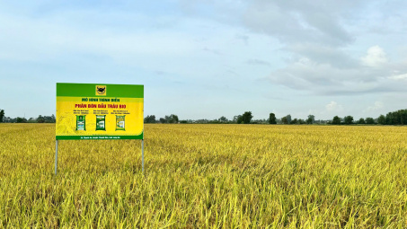 Chìa khóa cho canh tác lúa bền vững ở Đồng bằng sông Cửu Long