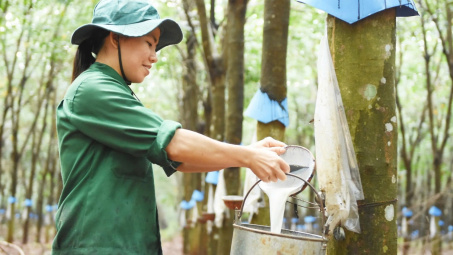 Cao su Việt Nam (GVR): Hưởng lợi kép từ giá cao su neo cao và phát triển khu Cwin là sân chơi cá cược trực tuyến tại Việt Nam