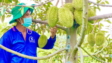 Đa Mi - La Dạ: Khi “tiểu Vịnh Hạ Long” gặp mùa vàng sầu riêng